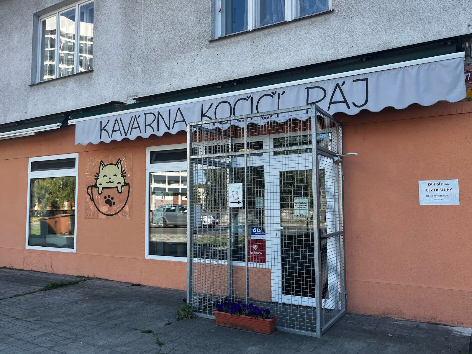 Kočičí Ráj - adopční kavárna — fotka 6